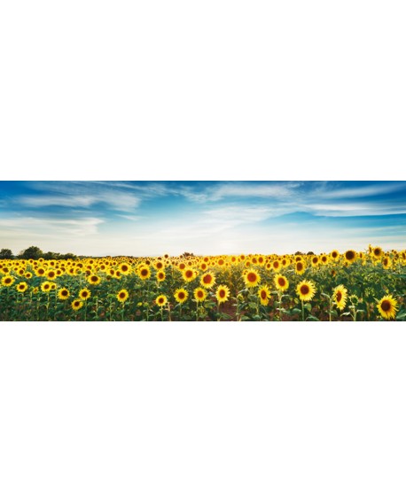 CUADRO MEGA PANORAMICO FOTOGRAFIA CAMPO GIRASOLES Home