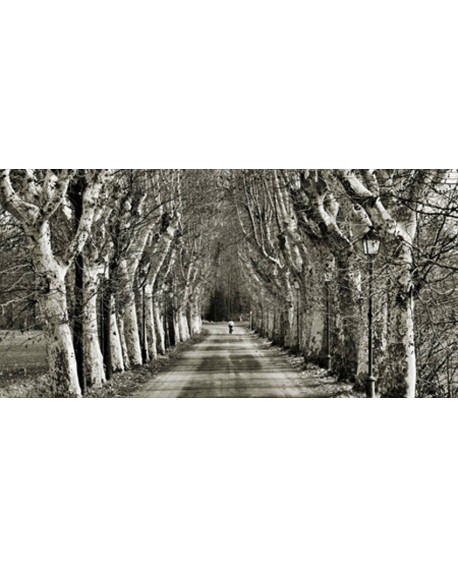 CUADRO FOTOGRAFIA PANORAMICO BN CAMINO ARBOLES Home