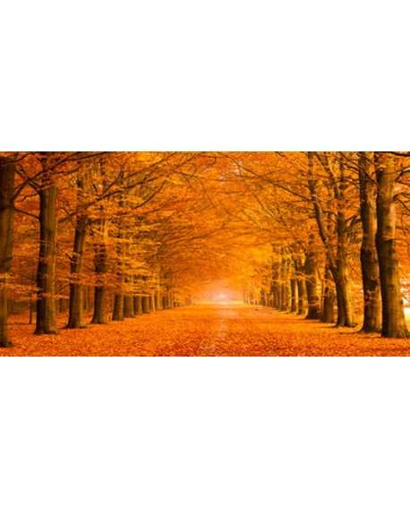 CUADRO FOTOGRAFIA PAISAJE ARBOLES EN OTOÑO Home