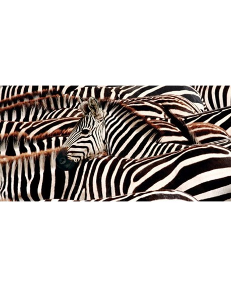 CUADRO FOTO ARTISTICA ANIMAL CEBRAS FAUNA PANORAMICO Home