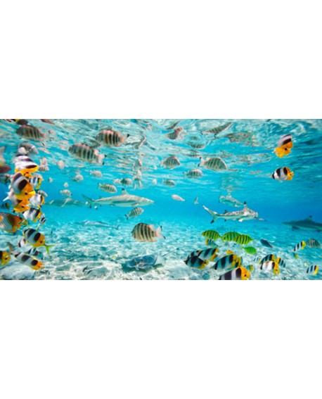 CUADRO FOTO ARTISTICA ANIMAL PECES MARINOS PANORAMICO Home