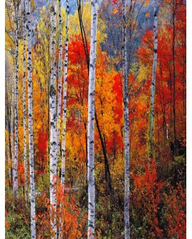 Bosque rojo en otoño - Cuadro vertical - paisaje con arboles 2 Home