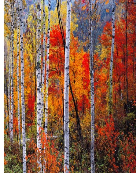 Bosque rojo en otoño - Cuadro vertical - paisaje con arboles 2 Home