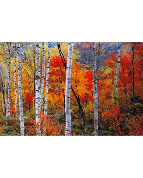 Paisaje en 3D del bosque rojo Alpes franceses Cuadro diptico 2 Panoramico Home