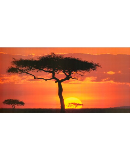 paisaje africano arbol en kenia sabana al atardecer panoramico Cuadros Horizontales