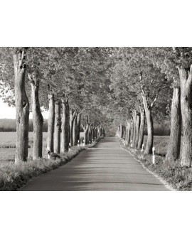 frank krahmer paisaje camino arbolado blanco y negro cuadro Home