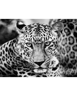 Fotografia artistica blanco y negro cuadro joven leopardo Home