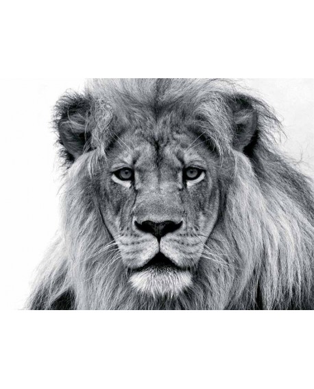 Fotografia artistica blanco y negro cuadro rey leon Home
