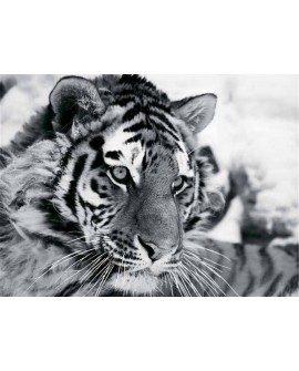 Fotografia artistica blanco y negro cuadro tigre felino Home